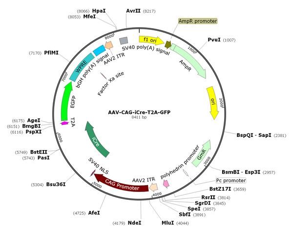 AAV-CAG-iCre-T2A-GFP (Serotype BI30)
