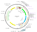 AAV-EFs-GFP (Serotype DJ)