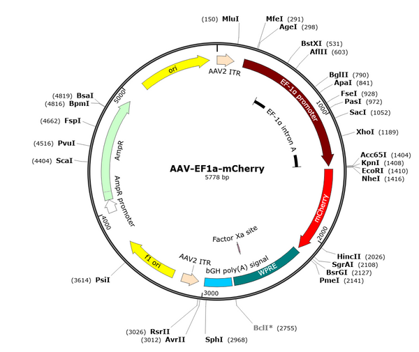 AAV-EF1a-mCherry (Serotype 9)