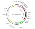 AAV-U6-shRNA(SCRM)-CAG-GFP (Serotype BI30)