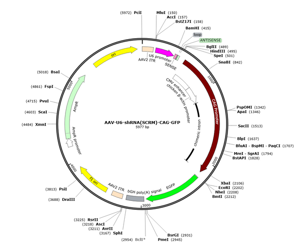 AAV-U6-shRNA(SCRM)-CAG-GFP (Serotype BI30)