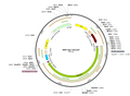 AAV-Syn-SaCas9 (Serotype 9)