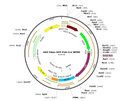 AAV-Syn-GFP-P2A-Cre (Serotype PHP.eB)