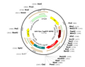 AAV-Syn-TagRFP (AAV Serotype 9)