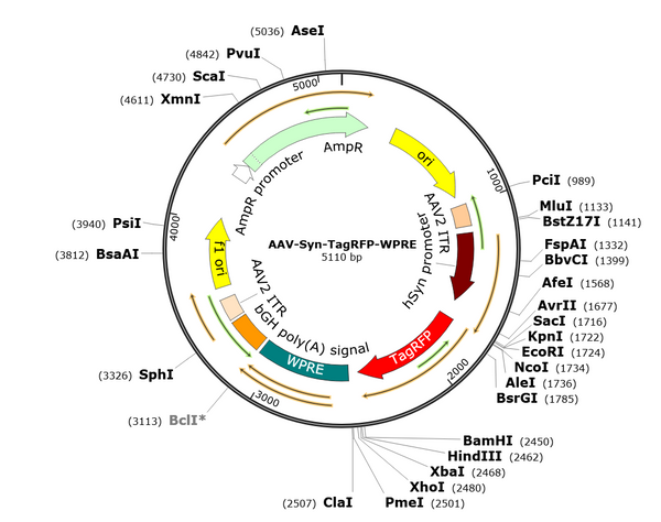 AAV-Syn-TagRFP (AAV Serotype 9)