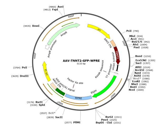 AAV-TNNT2-GFP (Serotype 9)