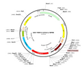 AAV-TNNT2-mCherry (Serotype 9)