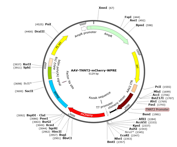 AAV-TNNT2-mCherry (Serotype 9)