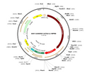 AAV-mGAD65-mCherry (Serotype PHP.eB)