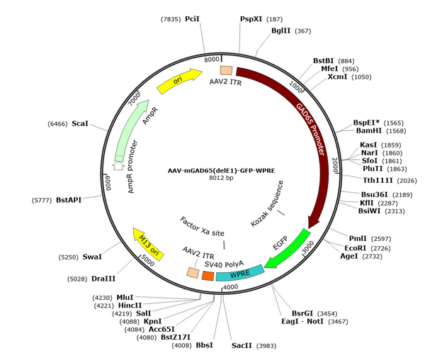 AAV-mGAD65-GFP (Serotype PHP.eB)