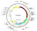 AAV-CAG-GFP (AAV Serotype rh74)