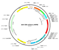 AAV-CBh-mCherry (AAV Serotype DJ)