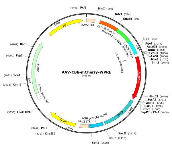 AAV-CBh-mCherry (AAV Serotype DJ)