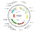 AAV-CAG-iCre-T2A-mCherry (Serotype BI30)