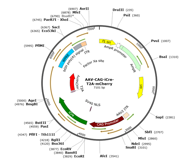 AAV-CAG-iCre-T2A-mCherry (Serotype BI30)