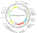 AAV-CAG-nanoLuc-T2A-mCherry (Serotype 8)