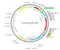 AAV-CBh-mCherry-3xmiR122 (Serotype BI30)