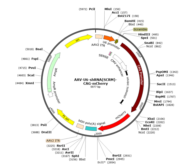 AAV-CAG-mCherry-U6-shRNA(SCRM) (Serotype BI30)