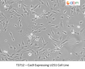 Cas9 Expressing U251 Cell Line | Applied Biological Materials (abm)