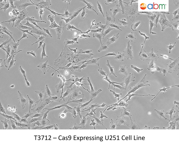 Cas9 Expressing U251 Cell Line | Applied Biological Materials (abm)