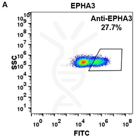 Anti-EPHA3 (ifabotuzumab biosimilar) mAb – Figure 1 of 1
