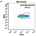 Anti-Mesothelin (amatuximab biosimilar) mAb – Figure 1 of 1