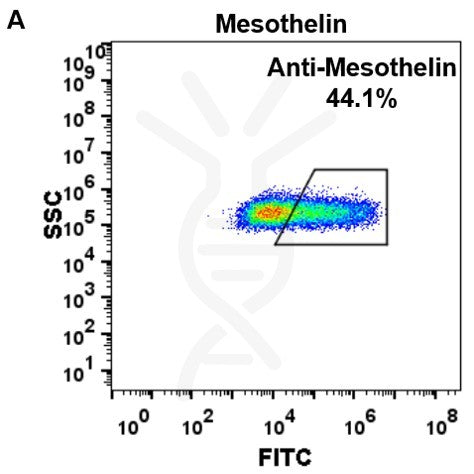 Anti-Mesothelin (amatuximab biosimilar) mAb – Figure 1 of 1