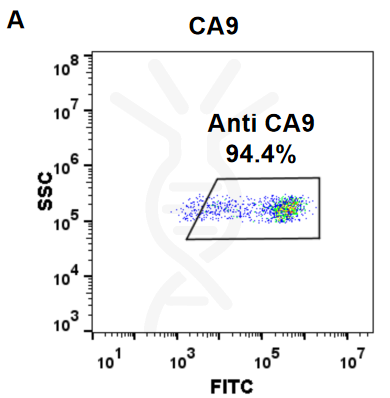 Anti-CA9 (girentuximab biosimilar) mAb – Figure 1 of 1