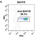 Anti-BAFFR (ianalumab biosimilar) mAb – Figure 1 of 1
