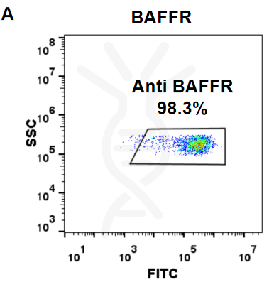 Anti-BAFFR (ianalumab biosimilar) mAb – Figure 1 of 1