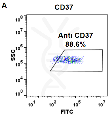 Anti-CD37 (naratuximab biosimilar) mAb – Figure 1 of 1