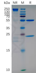 Anti-ITGA4 (natalizumab biosimilar) mAb – Figure 1 of 1