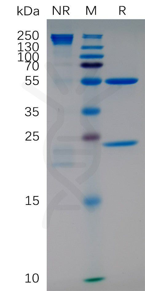 Anti-ITGA4 (natalizumab biosimilar) mAb – Figure 1 of 1