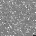 BNL CL.2 cell