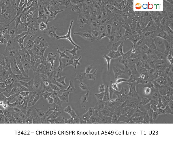 CHCHD5 CRISPR Knockout A549 Cell Line - T1-U23 | Applied Biological Materials (abm)