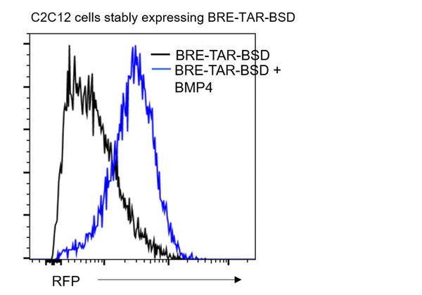 BRE Reporter Lentivirus – Figure 1 of 8