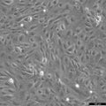 BS-C-1 cell