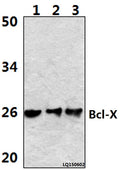Western blot (WB) analysis of Bcl-X (S56) polyclonal antibody at 1:500 dilution
Lane1:Hela whole cell lysate(40ug)
Lane2:Hela treated with H2O2 (100nmol/ml, 25min, phostop) whole cell lysate (40ug) 
Lane3:Hela treated with H2O2 (100nmol/ml, 25min, λ-ppase) whole cell lysate (40ug)
