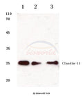 Western blot (WB) analysis of Claudin-11 (S198) polyclonal antibody at 1:500 dilution
Lane1:Hela cell lysate
Lane2:Raw264.7 cell lysate
Lane3:Rat heart tissue lysate