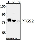 Western blot (WB) analysis of Cox-2 (T594) polyclonal antibody at 1:500 dilution
Lane1:CT26 whole cell lysate(20ug)
Lane2:PC12 whole cell lysate(40ug)
Lane3:Hela whole cell lysate(40ug)
