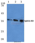 Ephrin-B3 (W251) polyclonal antibody – Figure 1 of 1