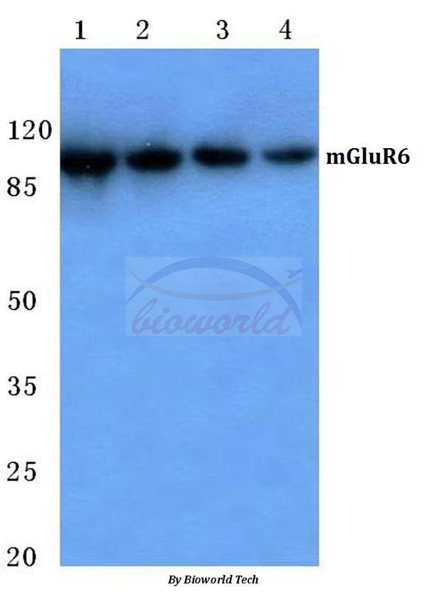 Western blot (WB) analysis of mGluR-6 (A865) polyclonal antibody at 1:500 dilution
Lane1:Hela cell lysate
Lane2:NIH-3T3 cell lysate
Lane3:Raw264.7 cell lysate
Lane4:H9C2 cell lysate