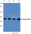 Western blot (WB) analysis of Granzyme B/H (E20) polyclonal antibody at 1:500 dilution
Lane1:MCF-7 cell…