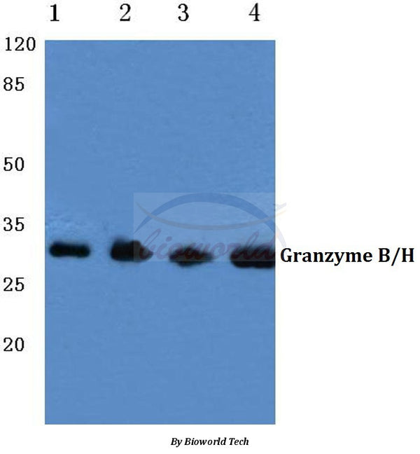 Western blot (WB) analysis of Granzyme B/H (E20) polyclonal antibody at 1:500 dilution
Lane1:MCF-7 cell…