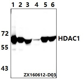 Western blot (WB) analysis of HDAC1 (E468) polyclonal antibody at 1:500 dillution
Lane1:HEK293T whole cell lysate(40μg)
Lane2:Hela whole cell lysate(40μg)
Lane3:The Kidney tissue lysate of Mouse(40μg)
Lane4:The Kidney tissue lysate of Rat(40μg)
Lane5:The Heart tissue lysate of Mouse(40μg)
Lane6:The Heart tissue lysate of Rat(40μg)