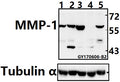 Western blot (WB) analysis of MMP-1 (H440) pAb at 1:500 dilution
Lane1:L02 whole cell lysate(40ug)
Lane2:MCF-7 whole cell lysate(40ug)
Lane3:CT26 whole cell lysate(40ug)
Lane4:H9C2 whole cell lysate(40ug)
Lane5:HepG2 whole cell lysate(40ug)