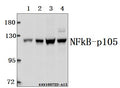 Western blot (WB) analysis of NFkB-p105 (A901) polyclonal antibody at 1:500 dilution
Lane1:SK-OVCAR3 whole cell lysate(40ug)
Lane2:HCT116 whole cell lysate(40ug)
Lane3:L02 whole cell lysate(40ug)
Lane4:HEK293T whole cell lysate(40ug)