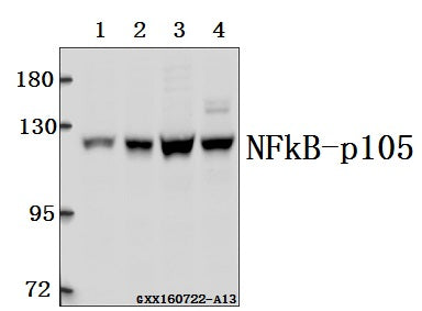 Western blot (WB) analysis of NFkB-p105 (A901) polyclonal antibody at 1:500 dilution
Lane1:SK-OVCAR3 whole cell lysate(40ug)
Lane2:HCT116 whole cell lysate(40ug)
Lane3:L02 whole cell lysate(40ug)
Lane4:HEK293T whole cell lysate(40ug)
