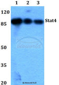 Stat4 (E687) polyclonal antibody – Figure 1 of 1
