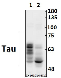 Western blot (WB) analysis of Tau (V398) polyclonal antibody at 1:500 dilution
Lane1:The Brain tissue lysate of Rat(40ug)
Lane2:The Brain tissue lysate of Mouse(40ug)